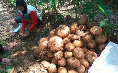 RUPIAH TERSIBAK DI BAWAH TEGAKAN HUTAN