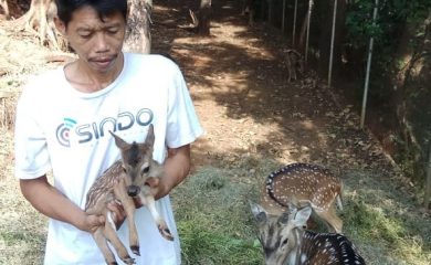 Penangkaran Rusa di Demplot Fauna BDLHK Kadipaten